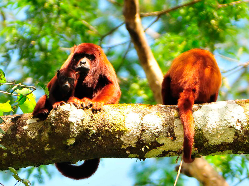 Monkeys in Manu